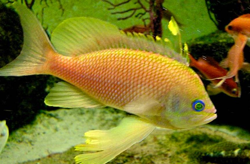 Ikan Anthias