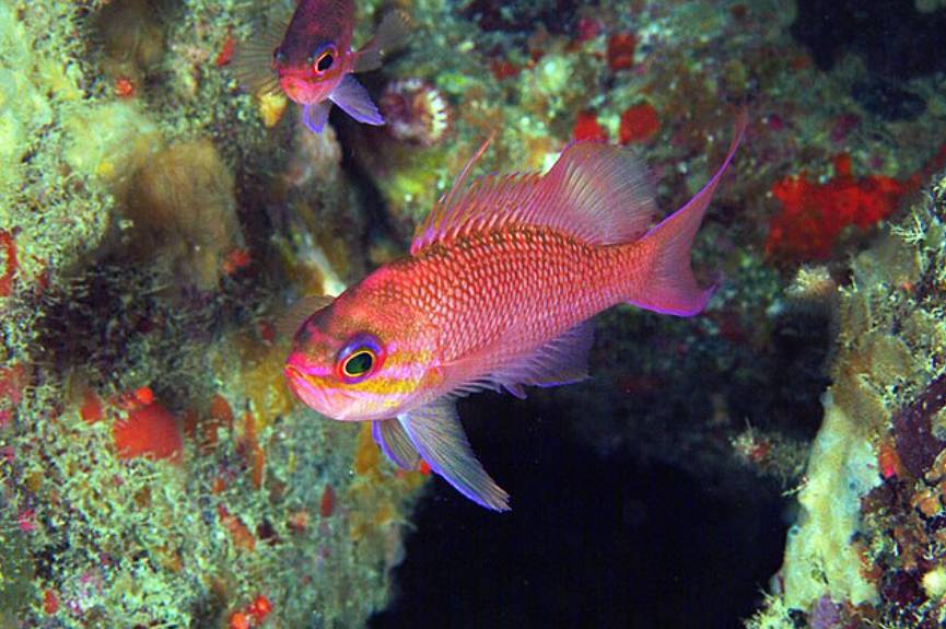 Ikan Anthias