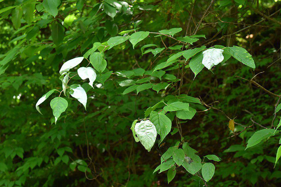 ilustrasi tumbuhan silvervine (commons.wikimedia.org/小石川人晃)