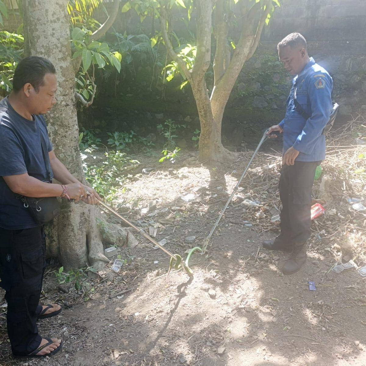 Petugas pemadam kebakaran Klungkung ketika mengevakuasi ular.