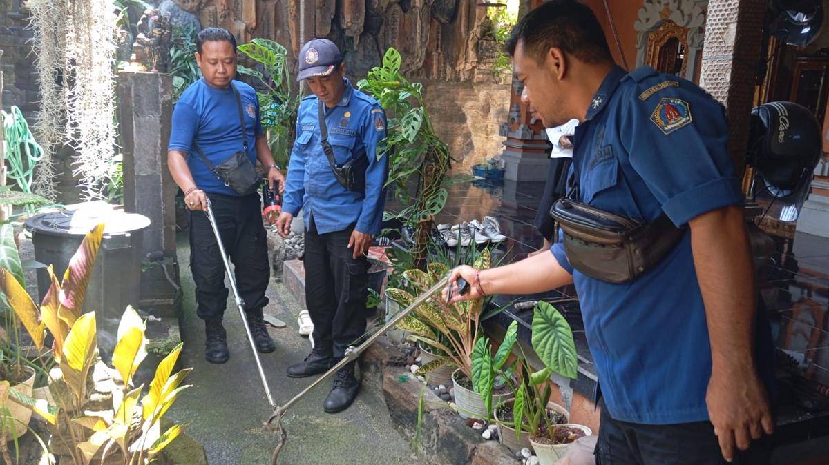 Petugas pemadam kebakaran Klungkung ketika mengevakuasi ular.