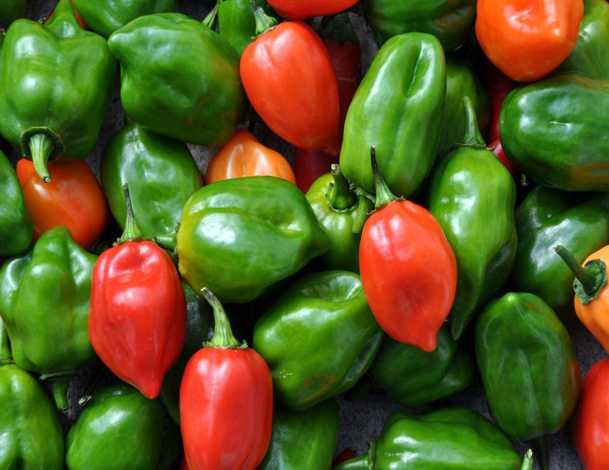 Potret cabai gendot atau habanero 