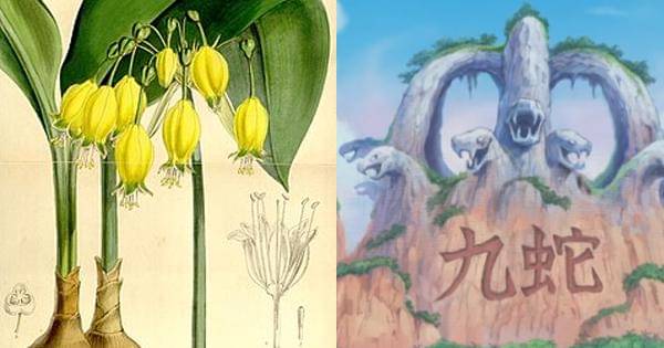 Nama Amazon Lily dari bunga - One Piece