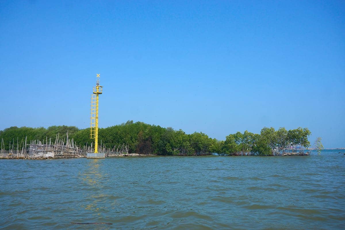 Mangrove Tambakrejo 2.jpg