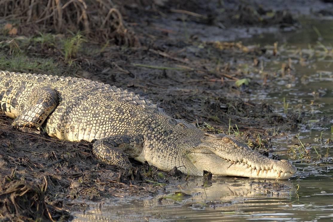 buaya