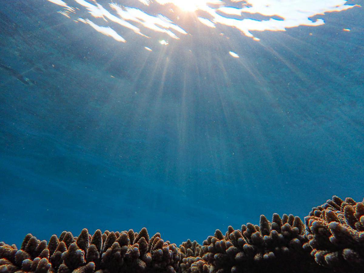 Misteri Kehidupan Laut