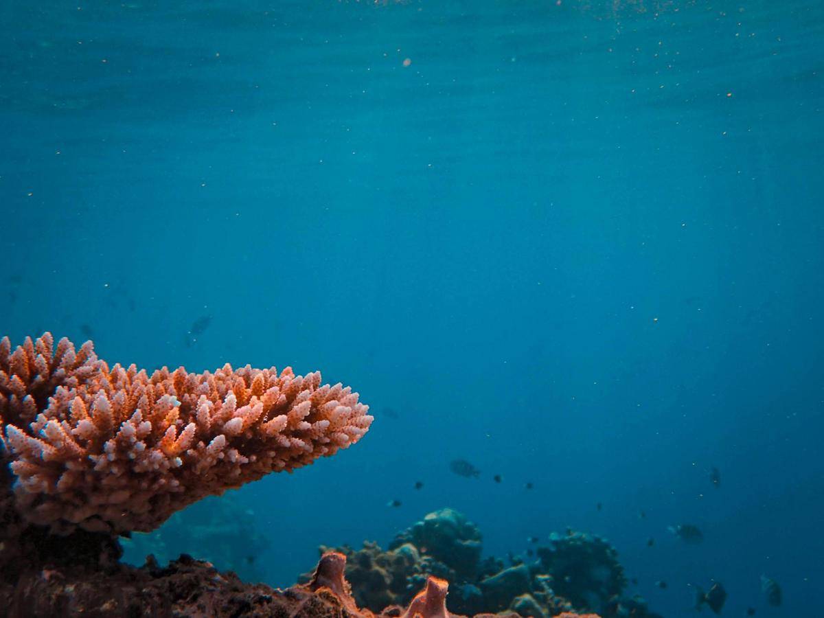 Misteri Kehidupan Laut