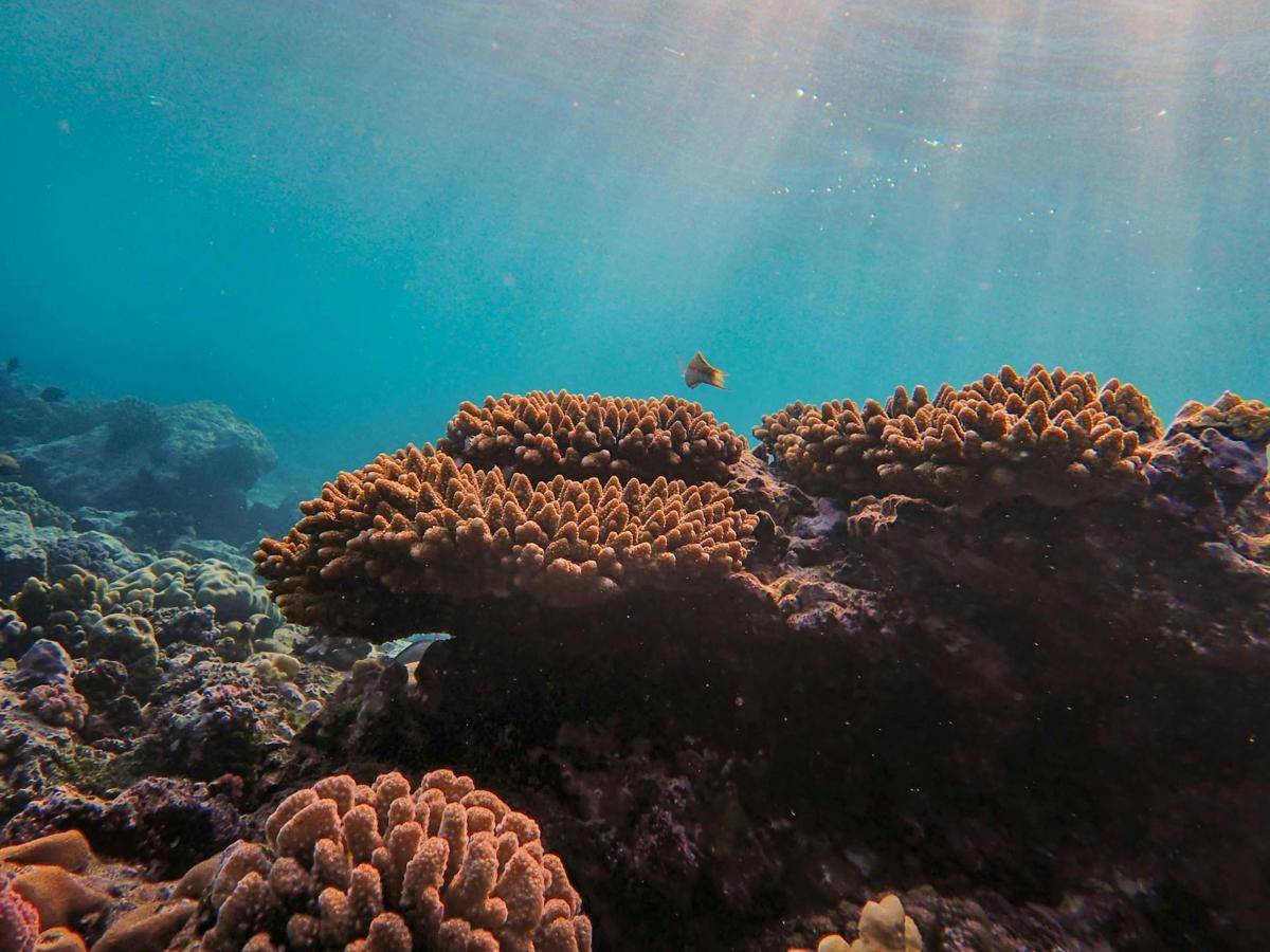 Misteri Kehidupan Laut