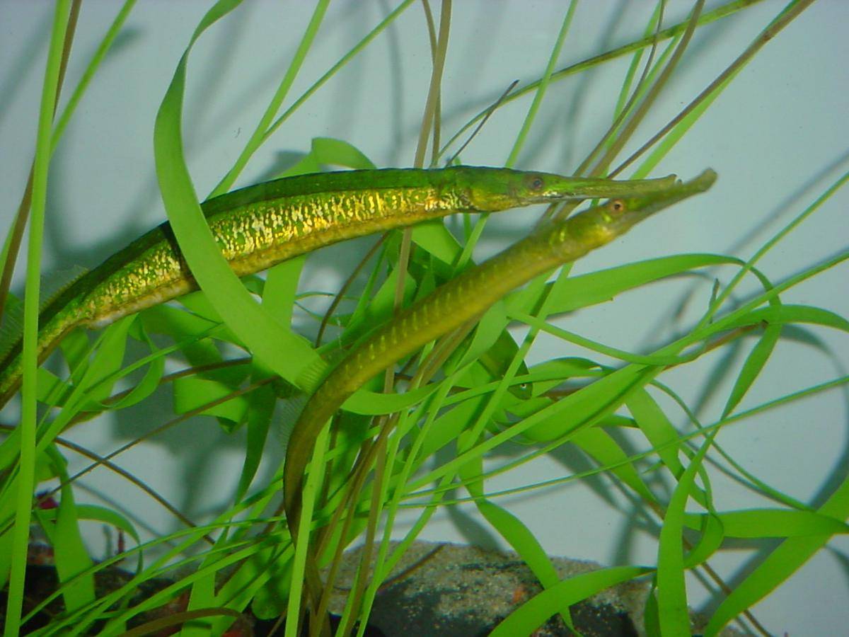 Bay Pipefish