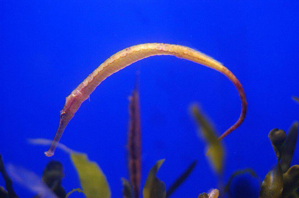 Bay Pipefish