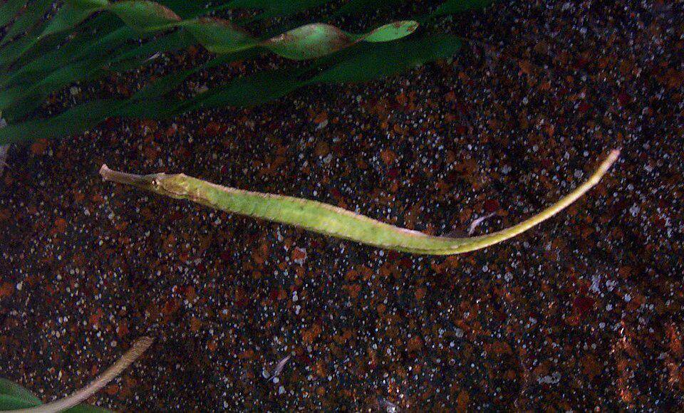 Bay Pipefish