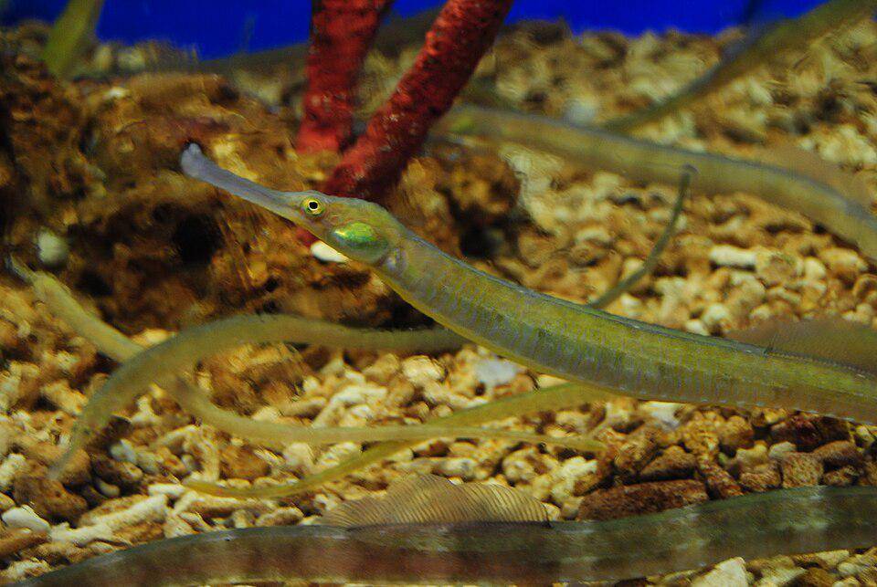Bay Pipefish