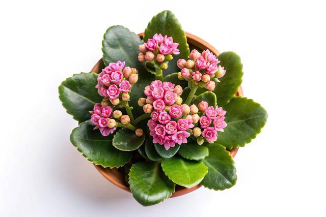 Ilustrasi tanaman bunga kalanchoe