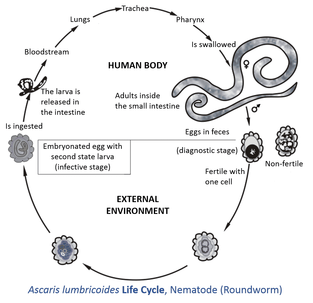 Ascaris lumbricoides