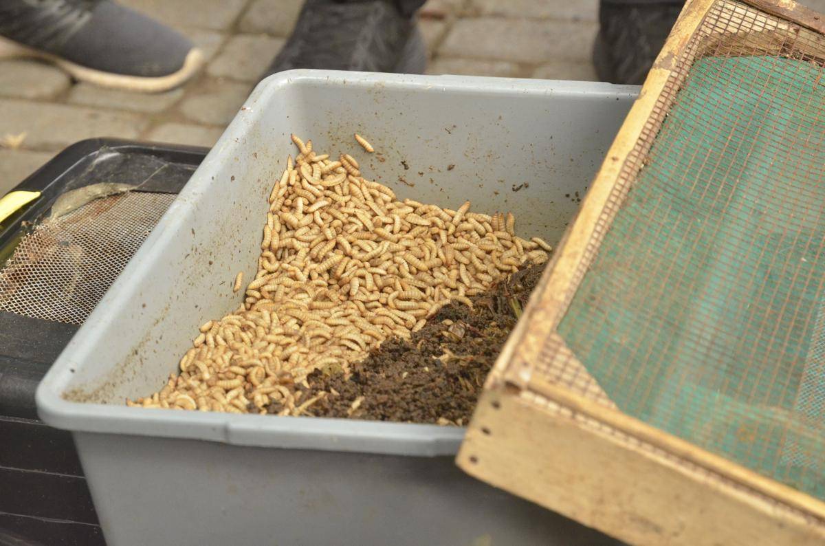 Warga Kota Jogja Ubah Sampah Rumah Tangga Jadi Tabungan Maggot
