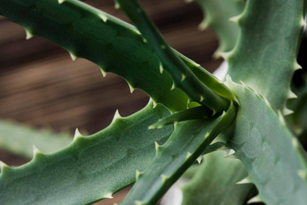 ilustrasi aloe vera (freepik.com/freepik)