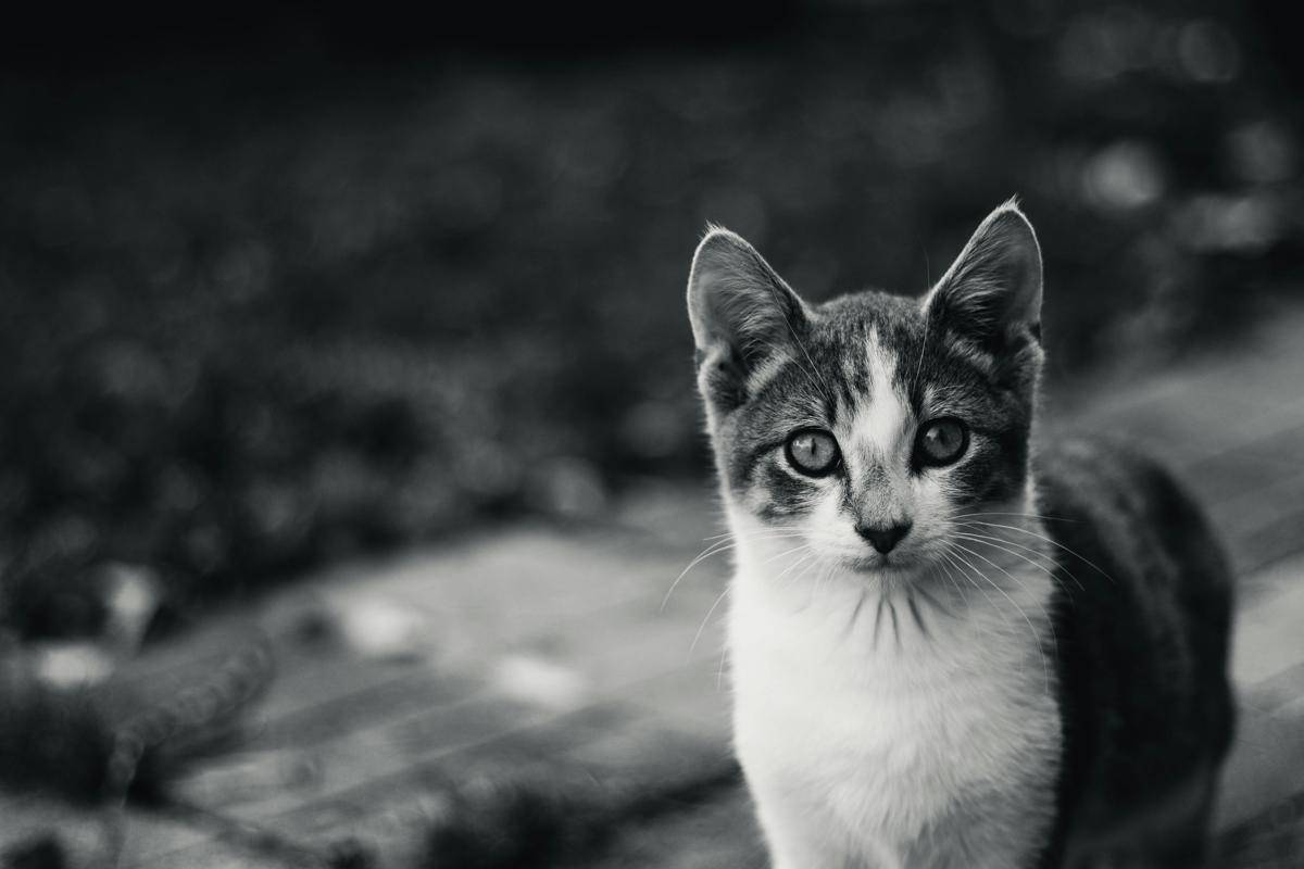 ilustrasi kucing (pexels.com/Marte Nyhammer)