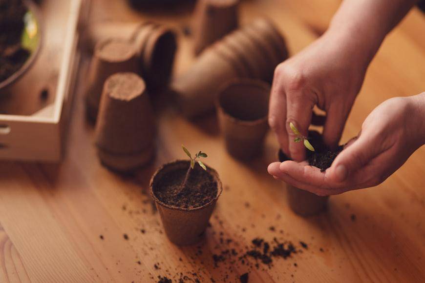 ilustrasi berkebun (unsplash.com/Getty Images)