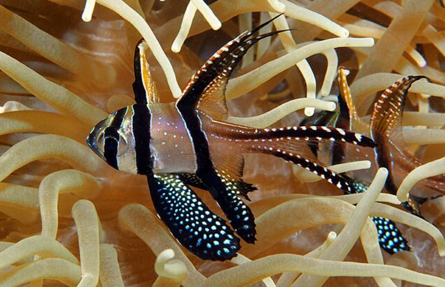 Ikan Cardinal Banggai