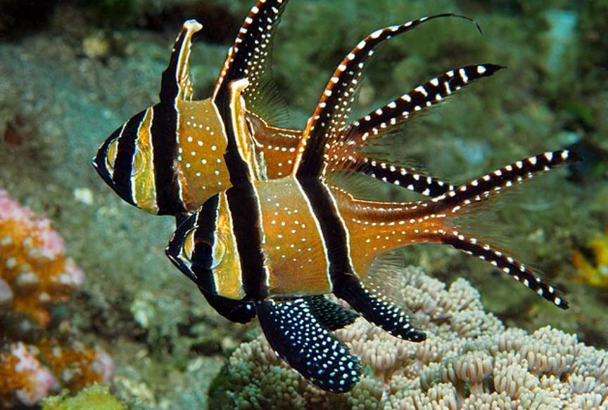 Ikan Cardinal Banggai