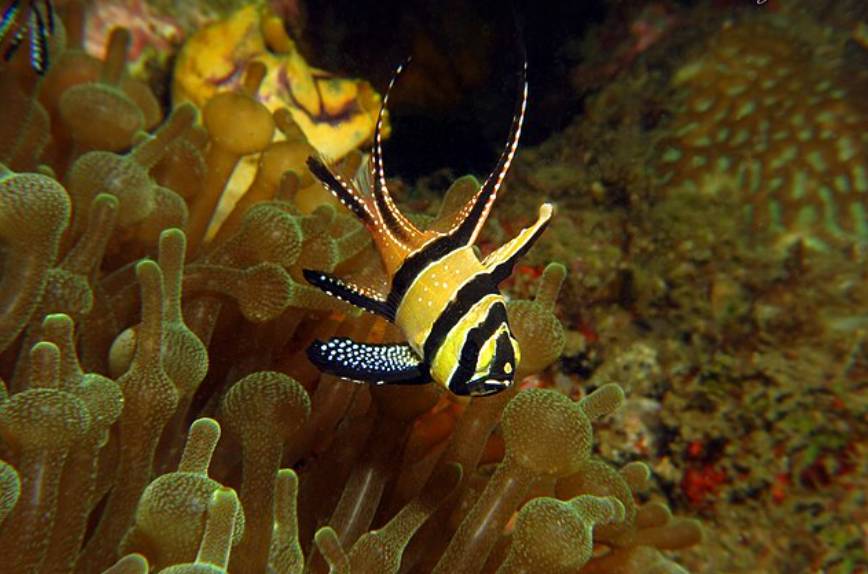 Ikan Cardinal Banggai