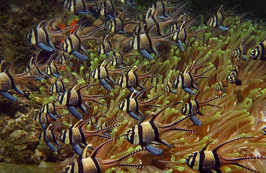 Ikan Cardinal Banggai