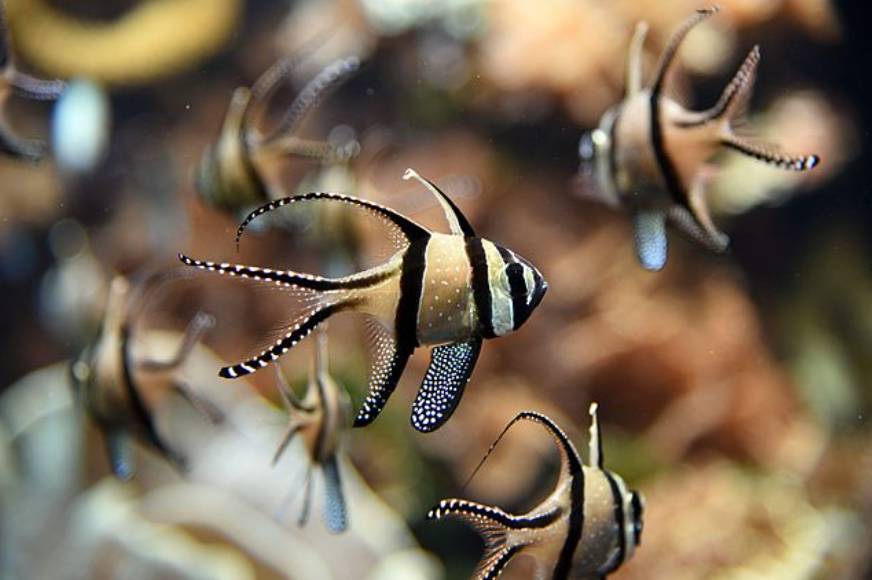Ikan Cardinal Banggai