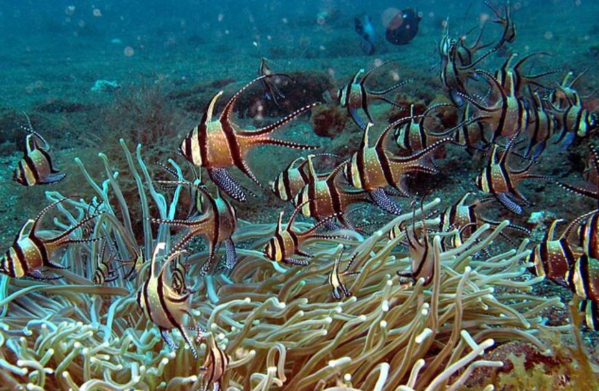 Ikan Cardinal Banggai