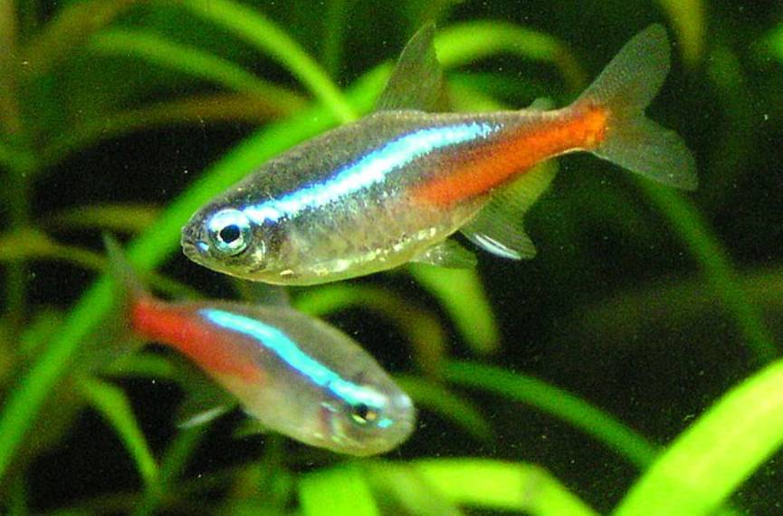 Ikan Neon Tetra