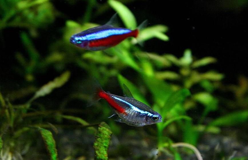 Ikan Neon Tetra