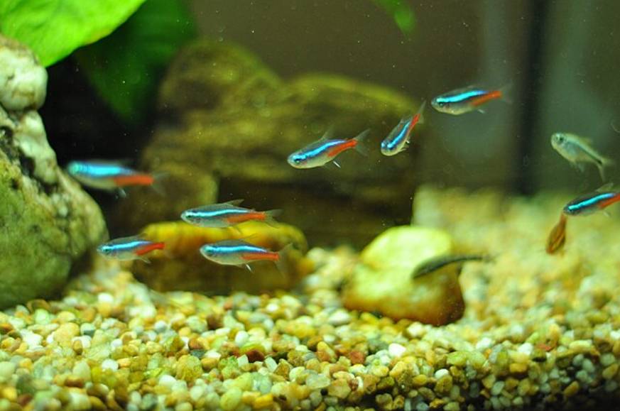 Ikan Neon Tetra