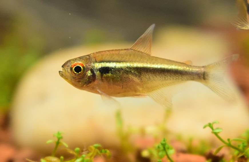 Ikan Neon Tetra