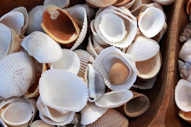 ilustrasi kerang