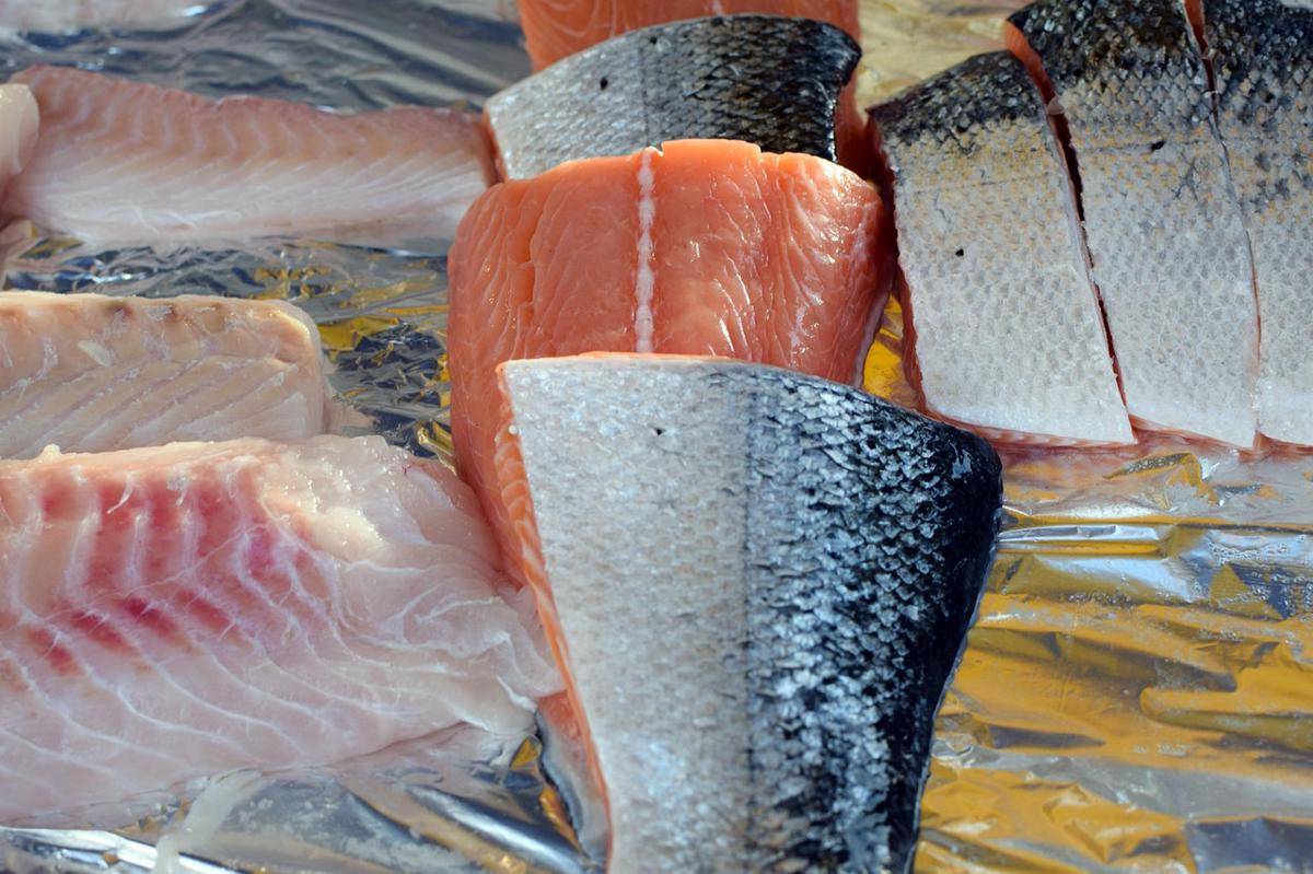 ilustrasi salmon