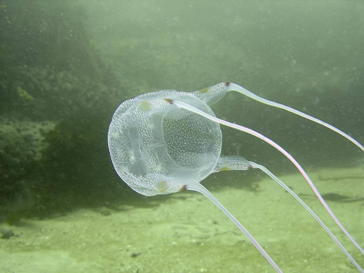 Potret box jellyfish