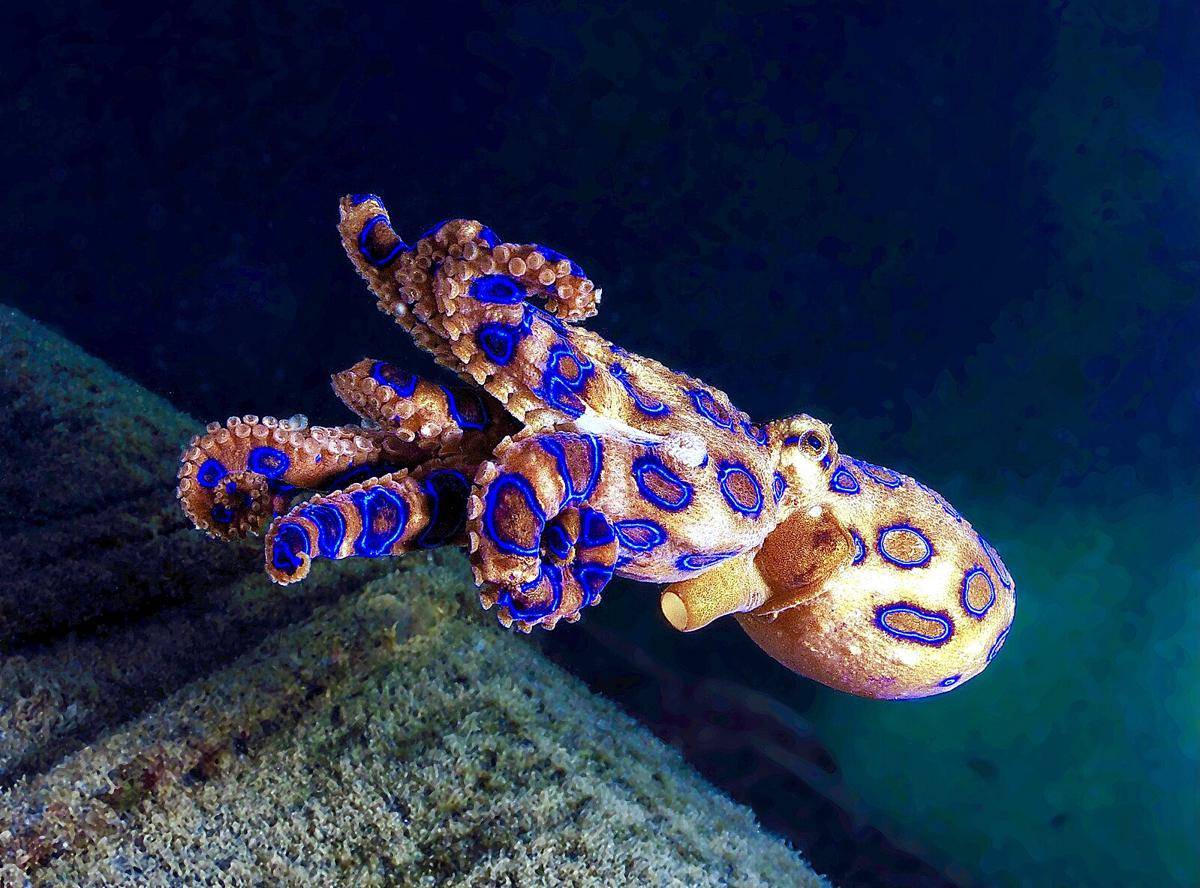 Potret blue ringed octopus