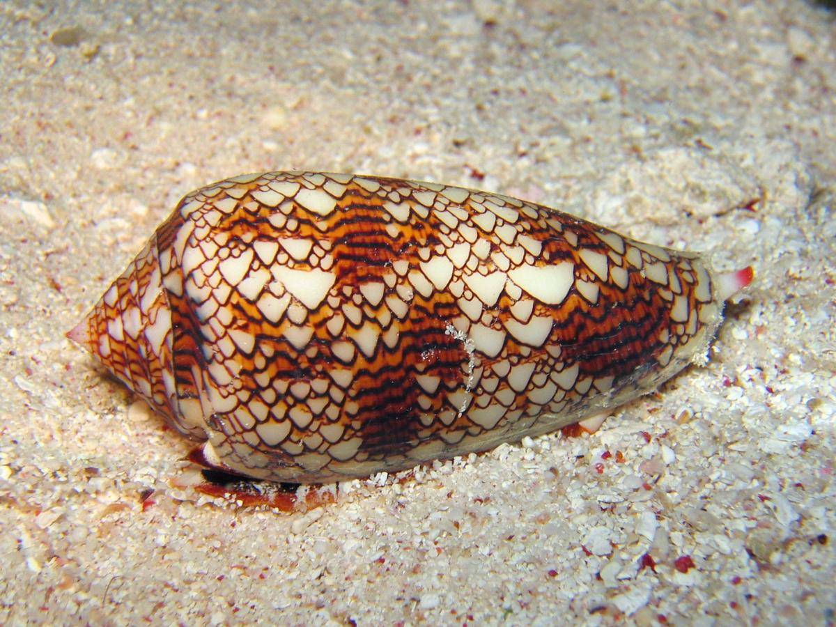 Potret cone snail