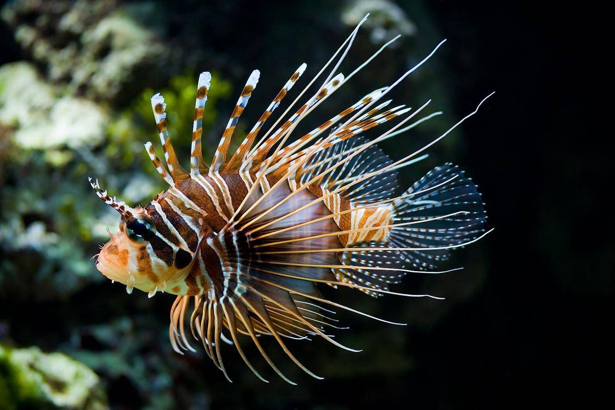 Potret lion fish