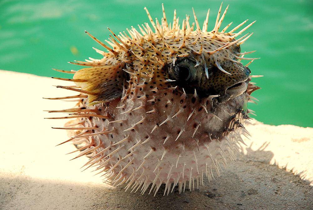 Potret pufferfish