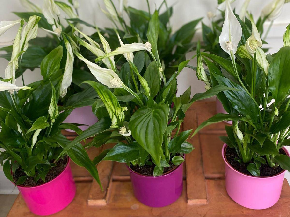 ilustrasi tanaman peace lily mini