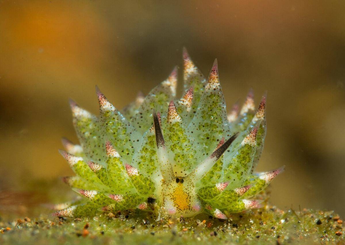 Leaf Sheep