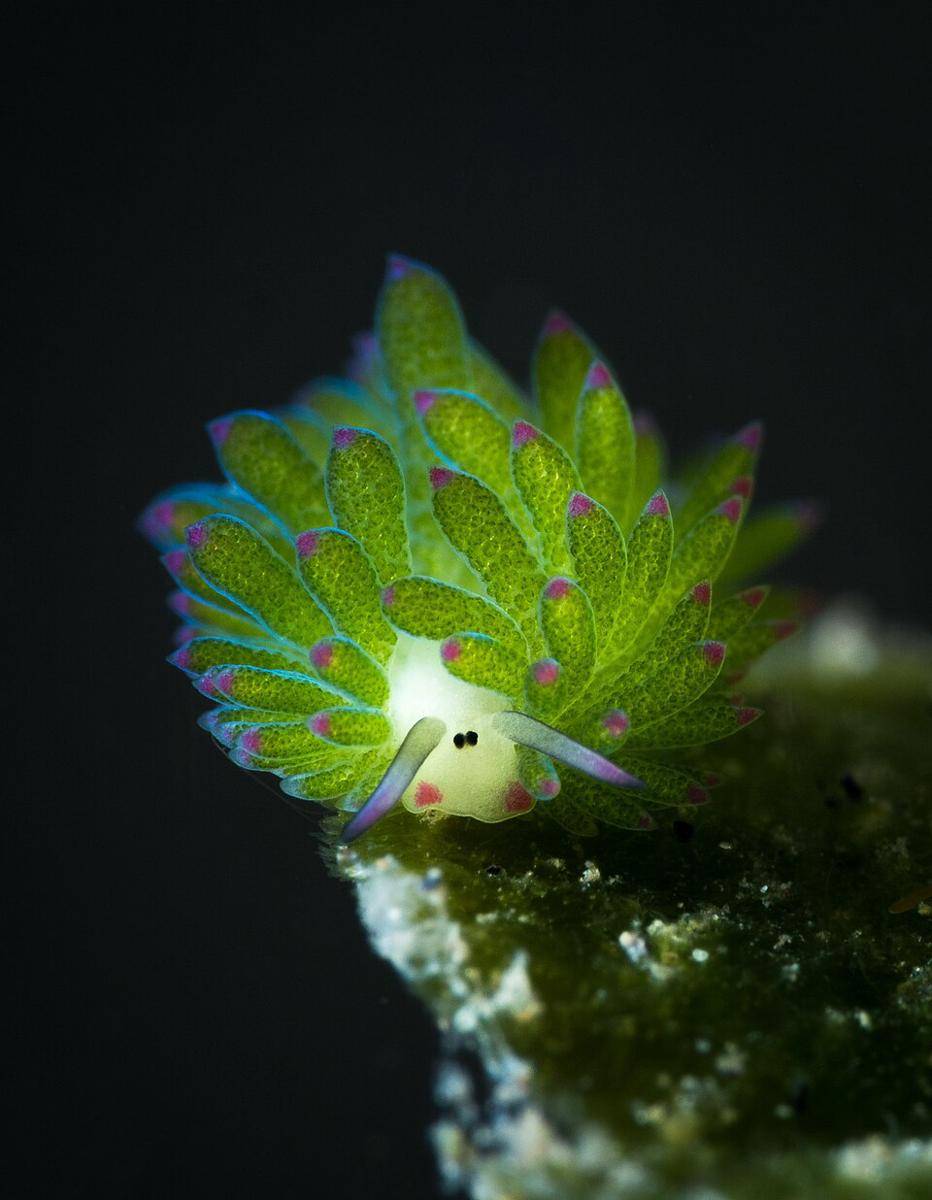 Leaf Sheep