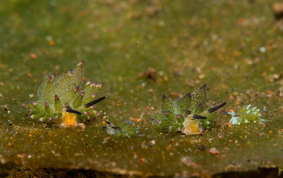 Leaf Sheep