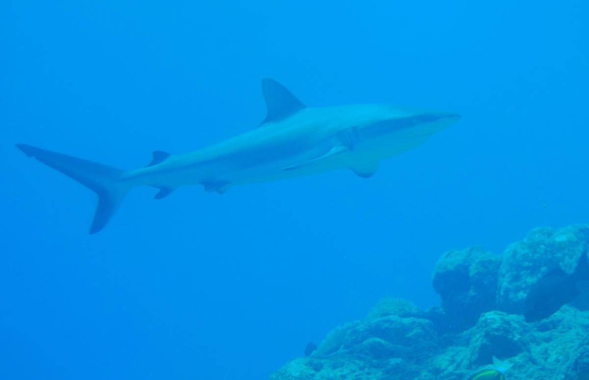 Grey Reef Shark