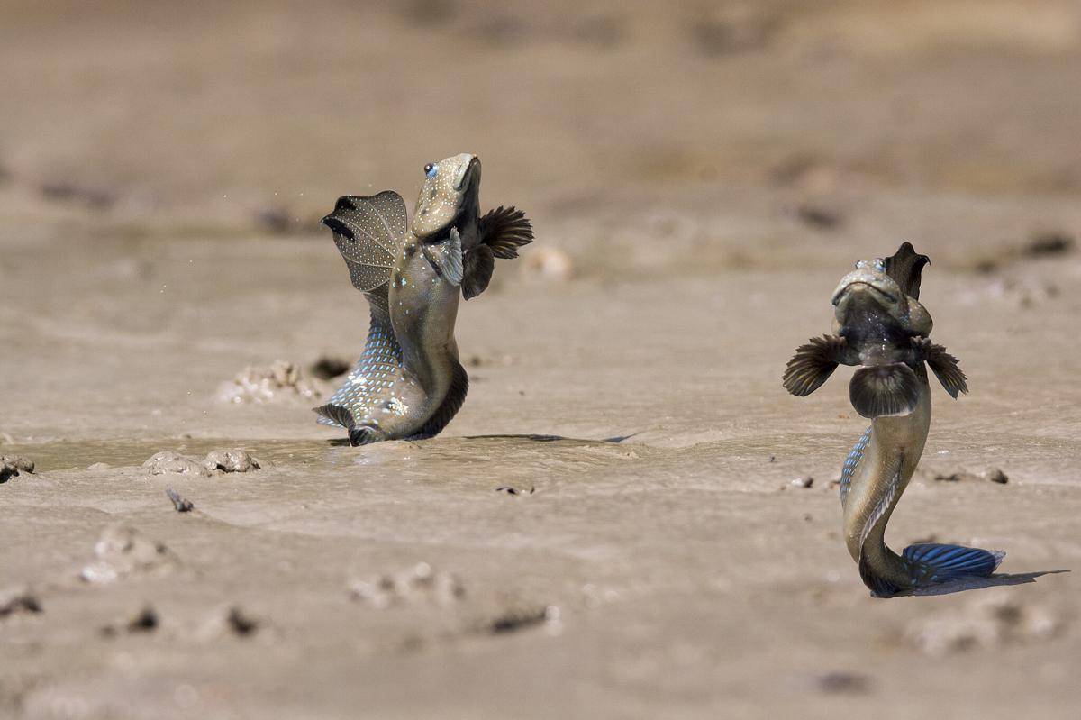 Ikan mudskipper