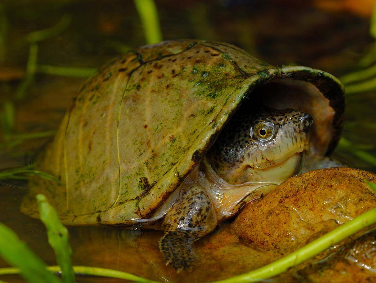 Razorback musk turtle