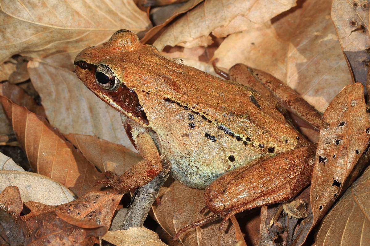 katak kayu alaska