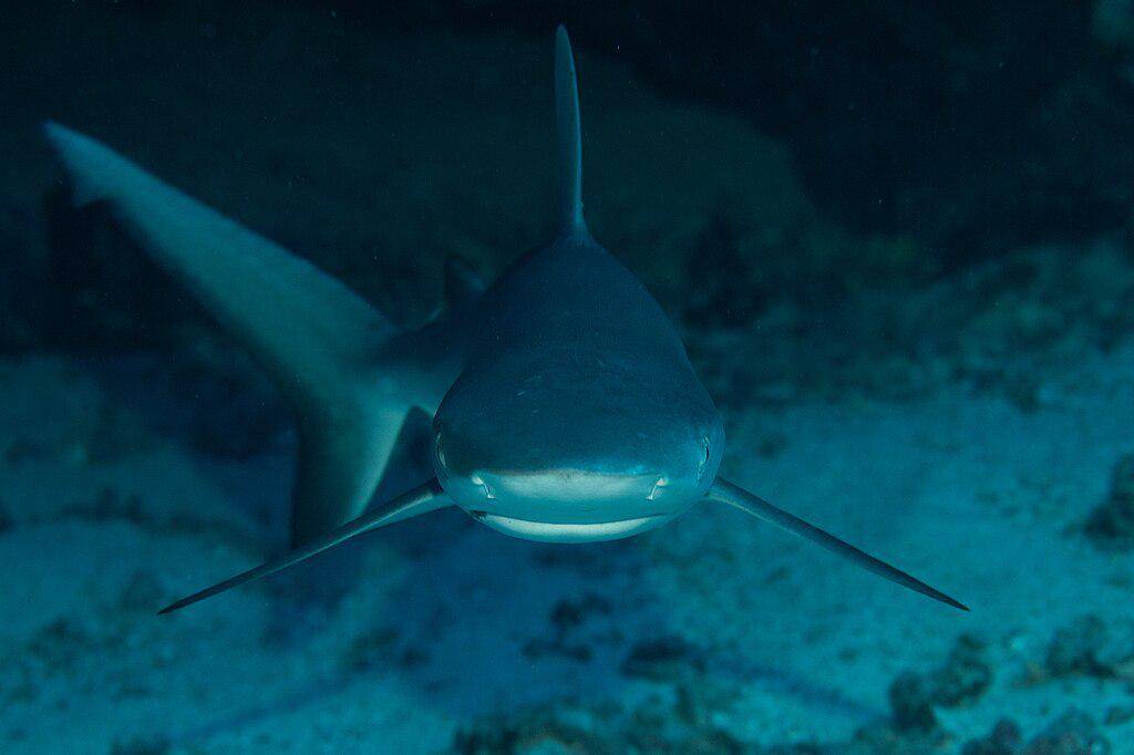 Grey Reef Shark