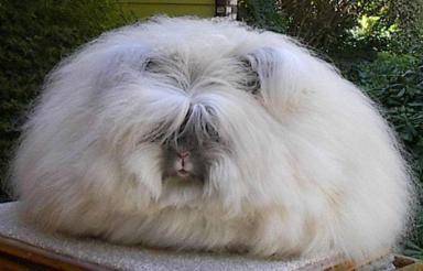 Ilustrasi angora rabbit yang agresif jika tak mendapat perhatian ekstra (flickr.com/samwalkfair@sbcglobal.net)