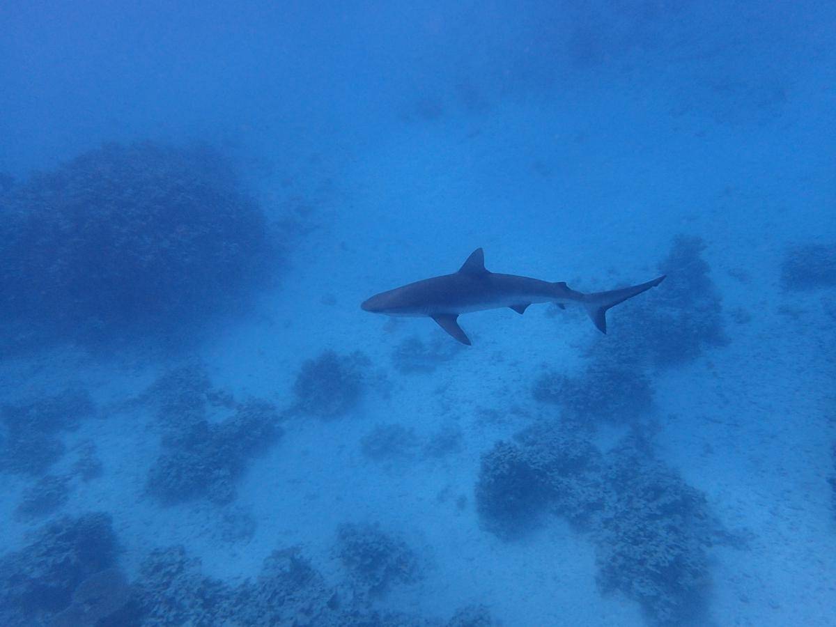 Grey Reef Shark